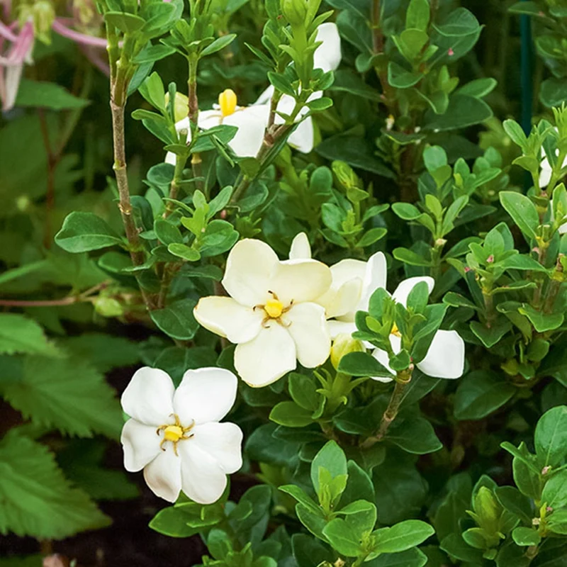 Gardenie ‘Kleim’s Hardy’