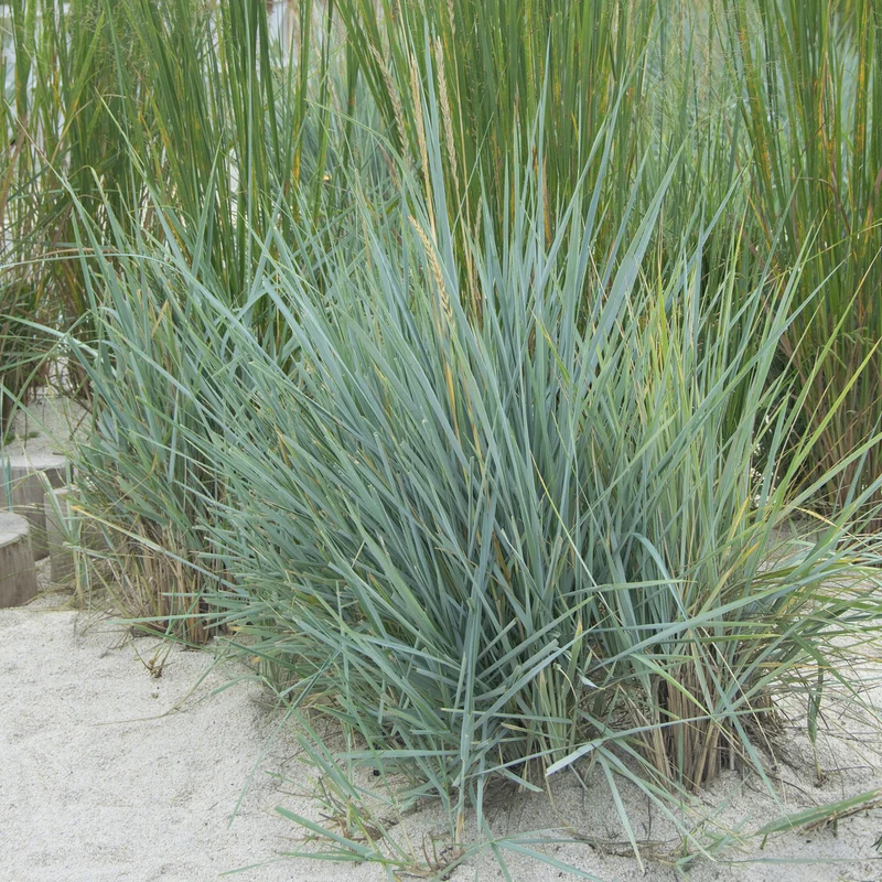 Meerroggen Blue Dune