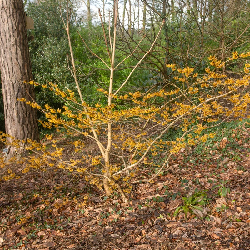 Zaubernuss ‘Orange Beauty’