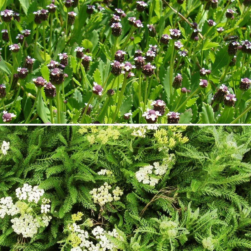 Schafgarben & Lippia Mischung (x3)