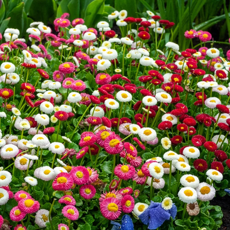 Gänseblümchen Mischung (x2)