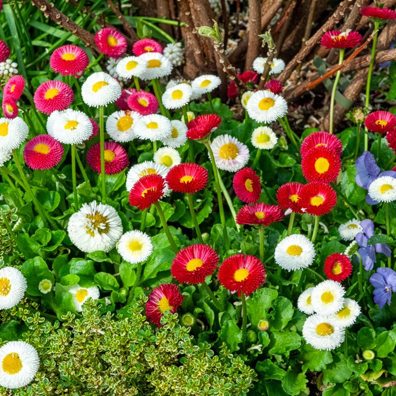 Gänseblümchen Mischung (x2)