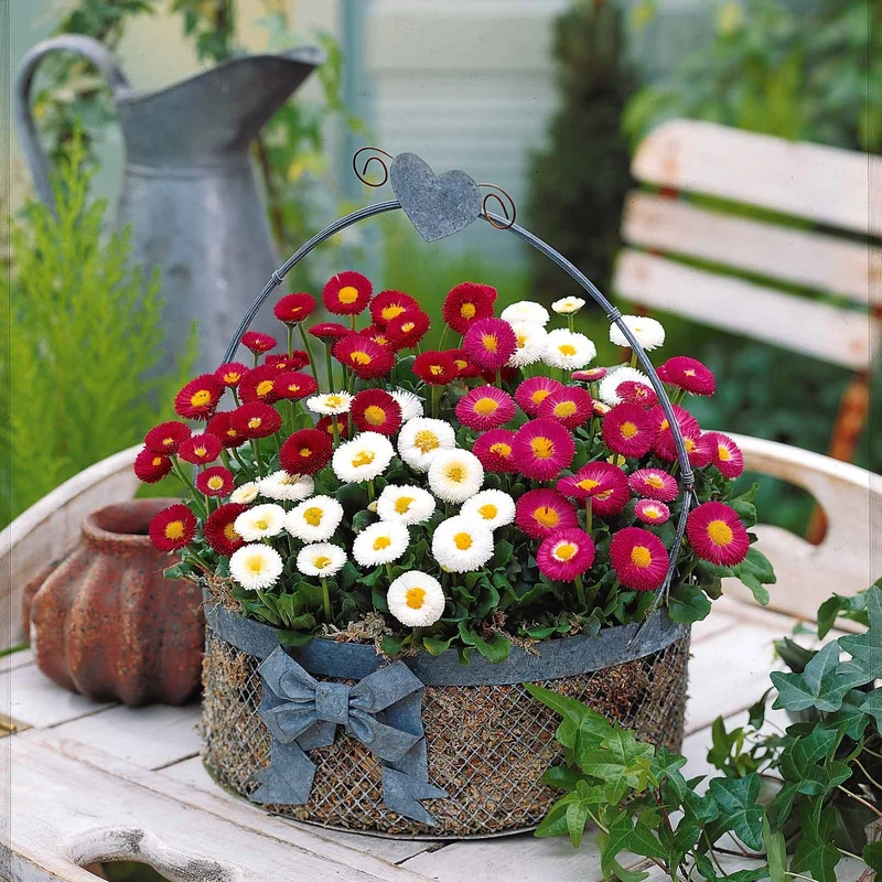 Gänseblümchen Mischung (x2)