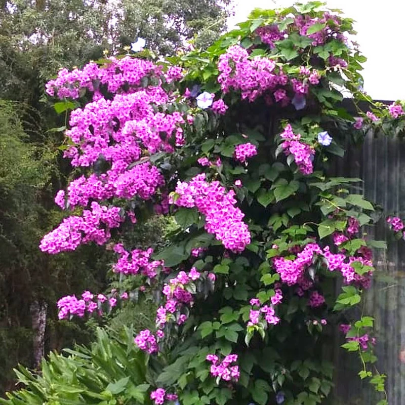 Bougainvillea ‘Violet de Meze’