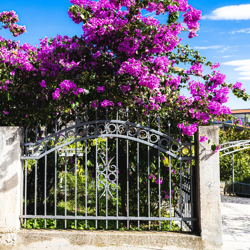 Bougainvillea ‘Violet de Meze’