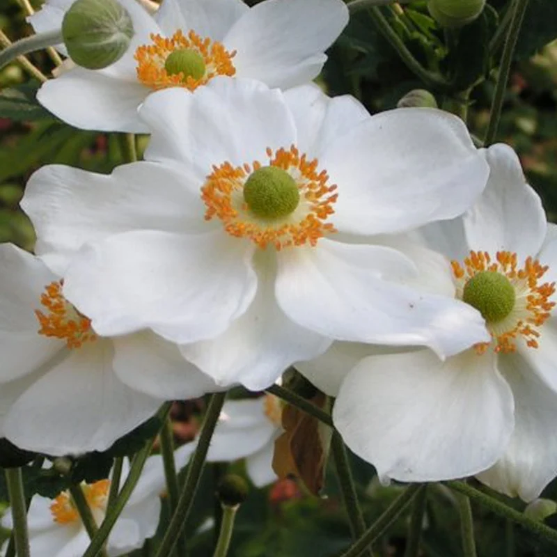 Herbst-Anemone 'Honorine Jobert'