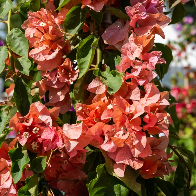 Drillingsblume orange