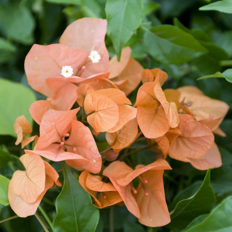 Drillingsblume orange
