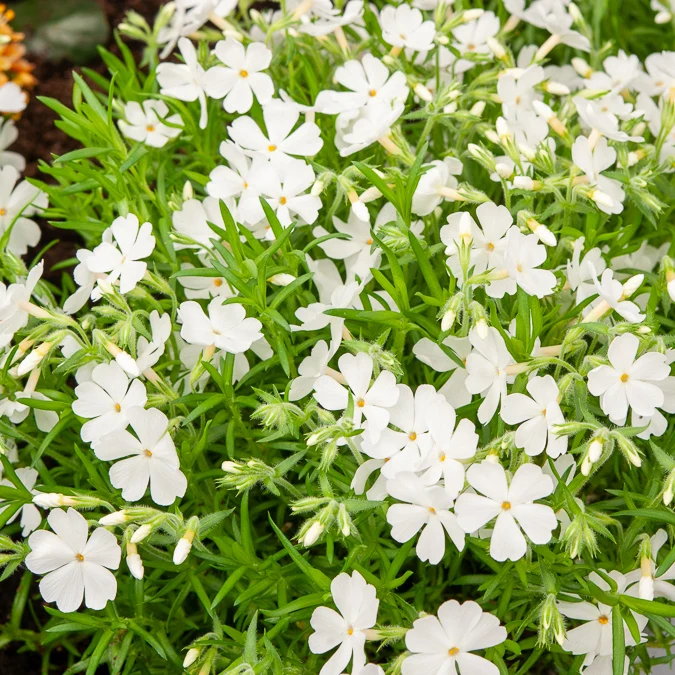 Polster-Phlox ‘White Delight’