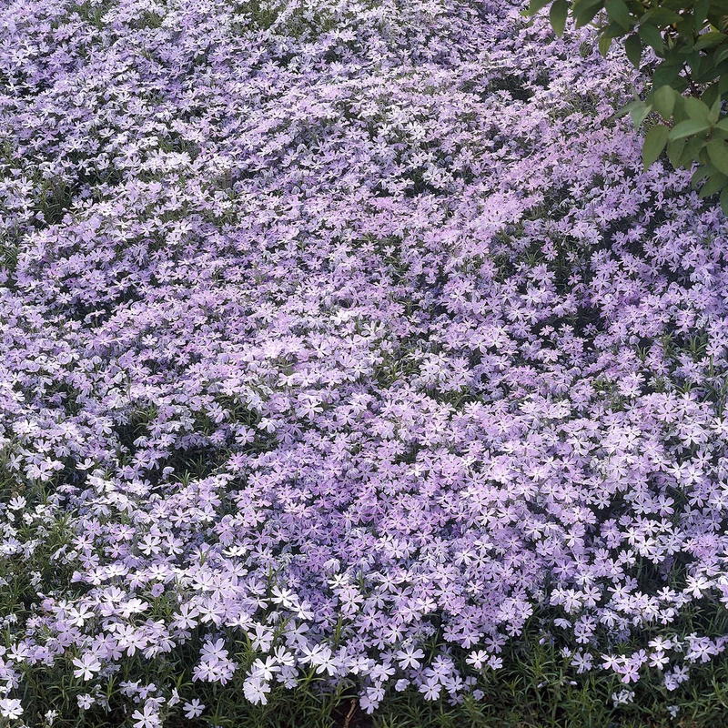 Teppich-Flammenblume 'Emerald Cushion Blue'