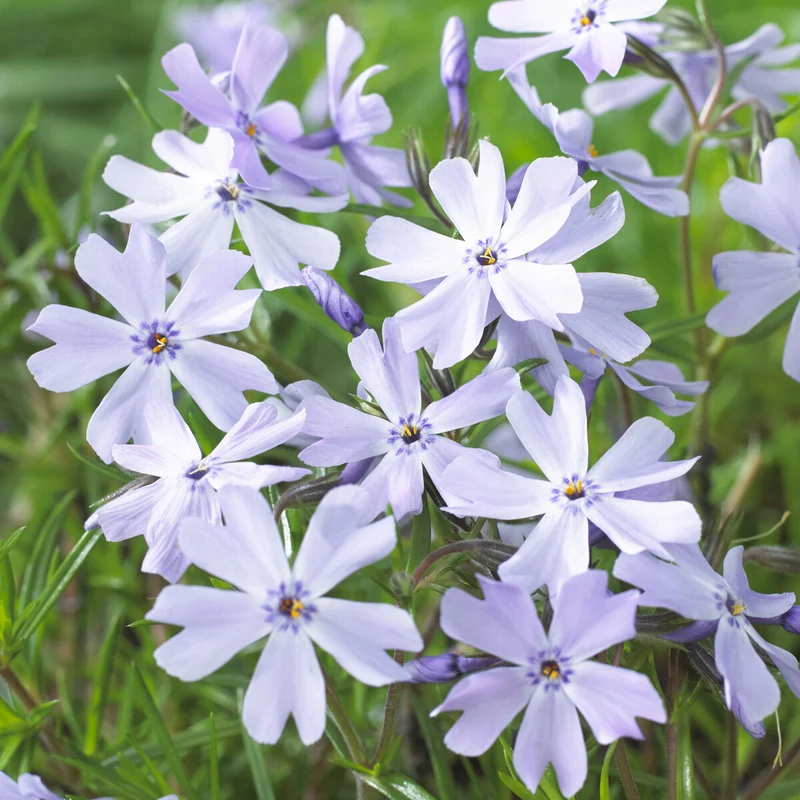 Teppich-Flammenblume 'Emerald Cushion Blue'