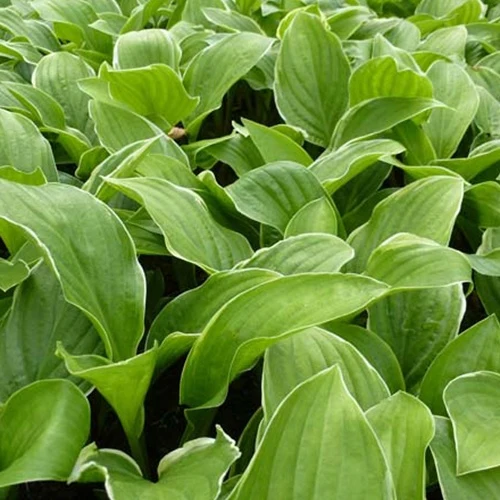 Hosta Fragrant Fire Funkia