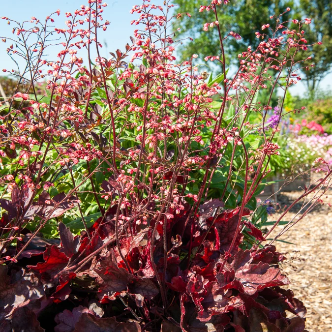Heuchera Fire Chief