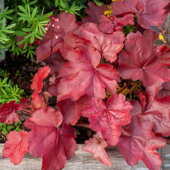 Heuchera Fire Chief