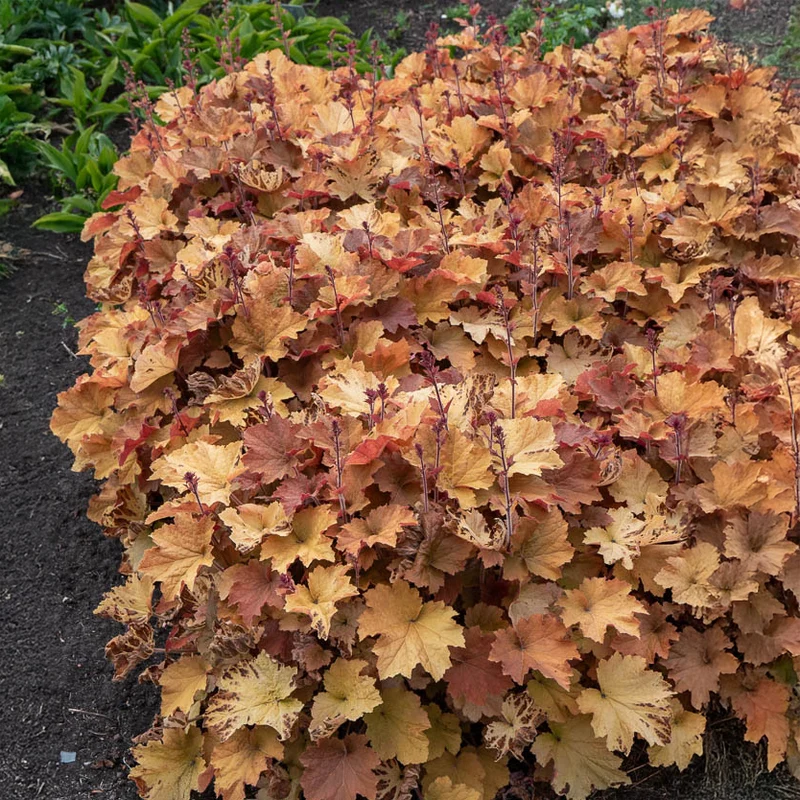 Purpurglöckchen ‘Caramel’