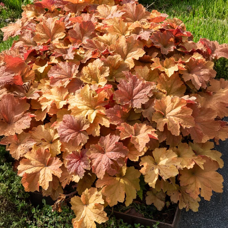 Purpurglöckchen ‘Caramel’