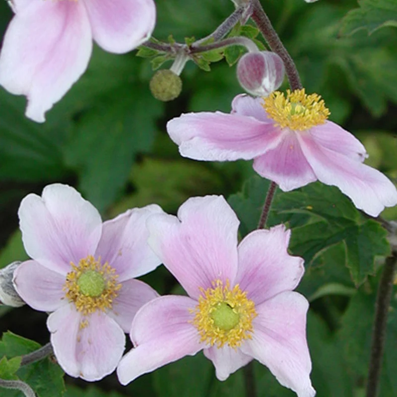 Japanische Anemone Robustissima