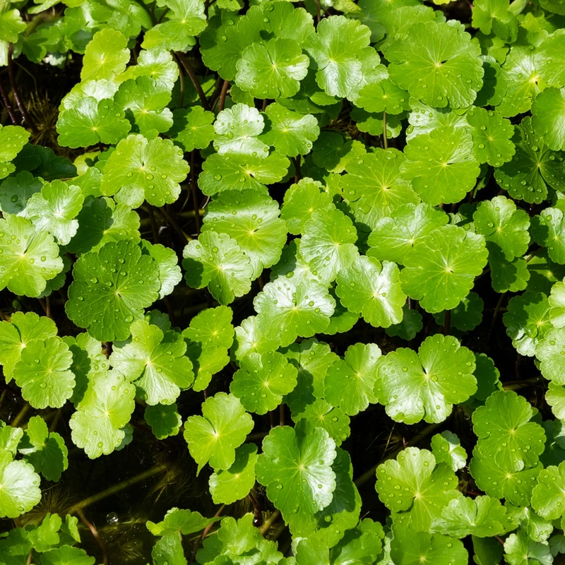 Wassernabel