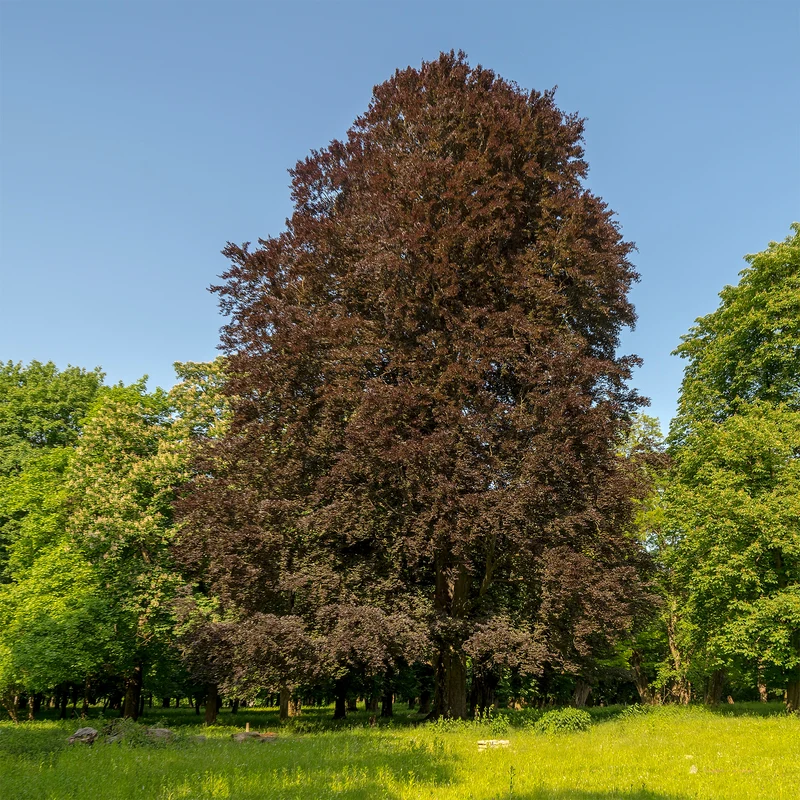 Blutbuche