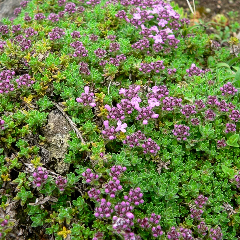Frühlingsthymian Bressingham