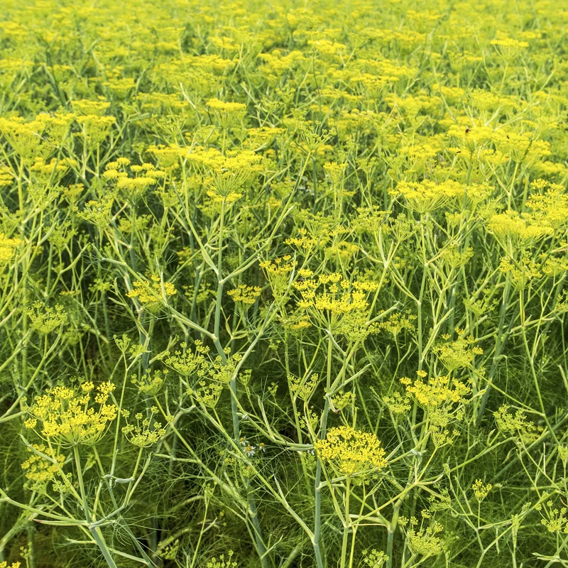 Gewöhnlicher Fenchel