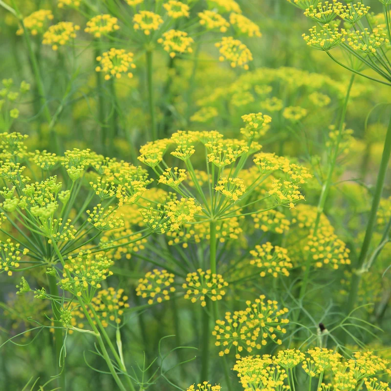 Gewöhnlicher Fenchel