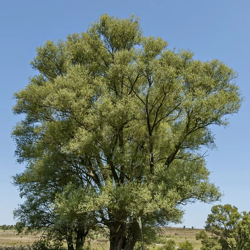 Silberweide