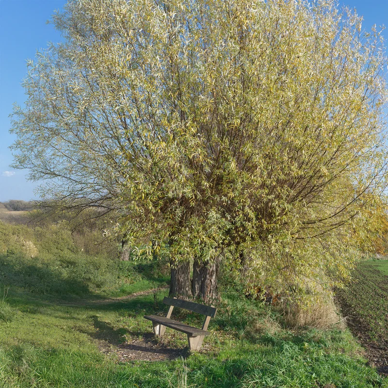 Silberweide