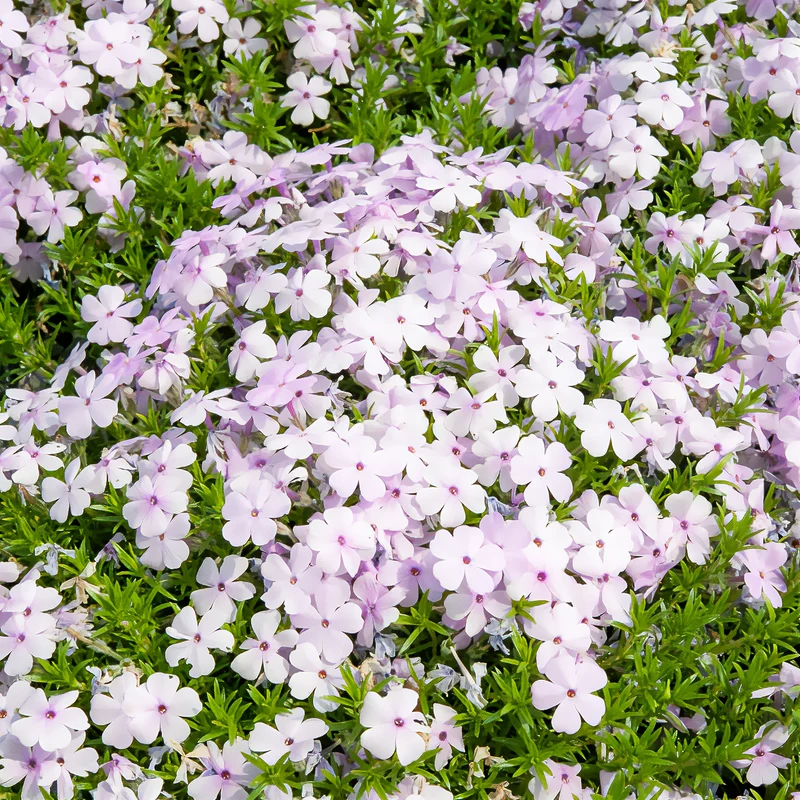 Teppich-Phlox ‘Lilac Cloud’