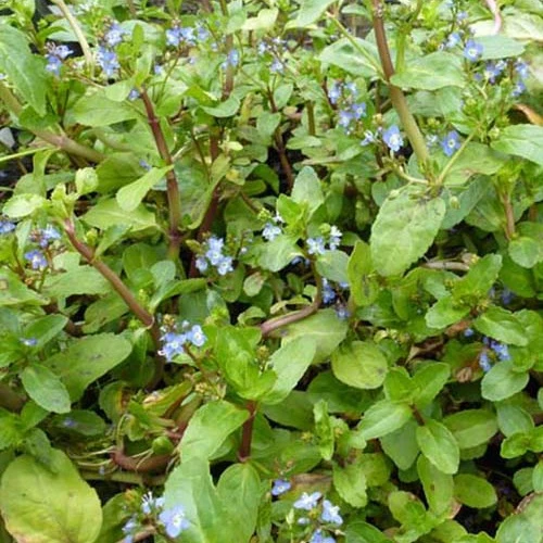 Bachveronika Pferdekresse Eulensalat