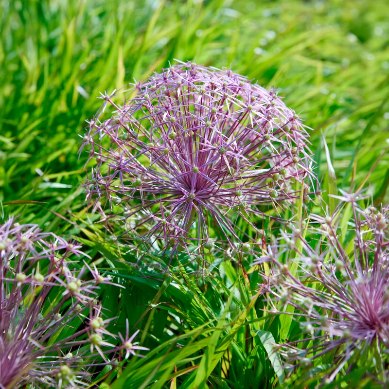 Allium Christophii (x10)