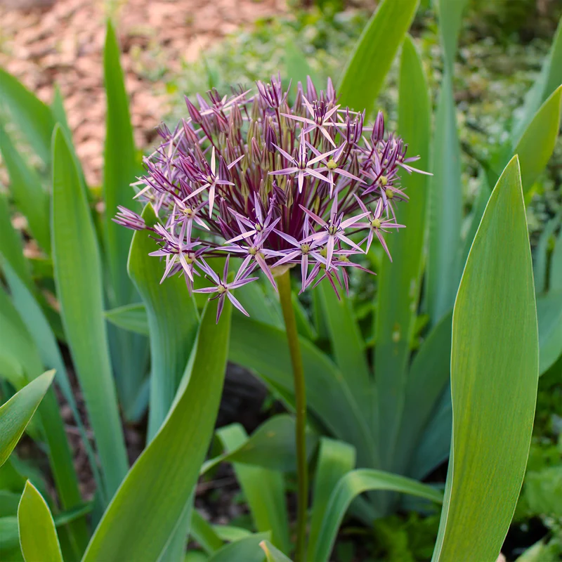 Allium Christophii (x10)