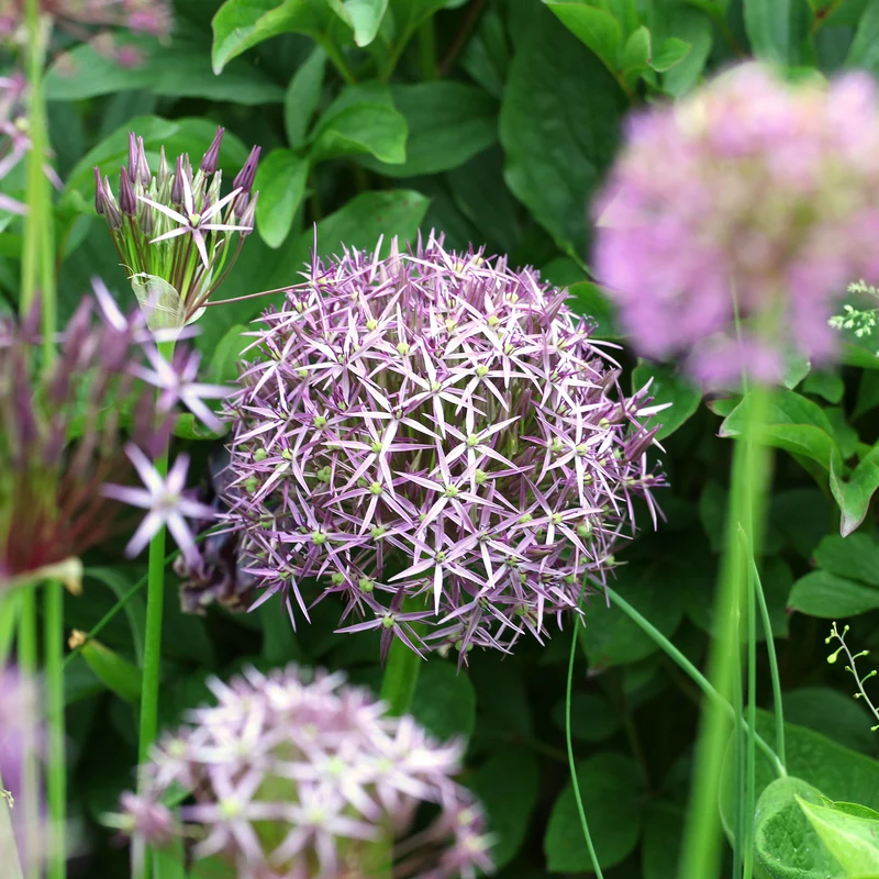 Allium Christophii (x10)