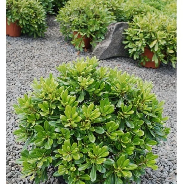 Klebsame ‘Nana’