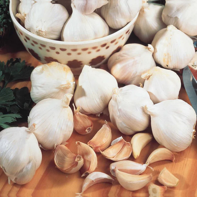 Rosafarbener Knoblauch Arno