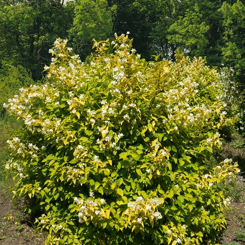 Gold-Pfeifenstrauch ‘Aureus’