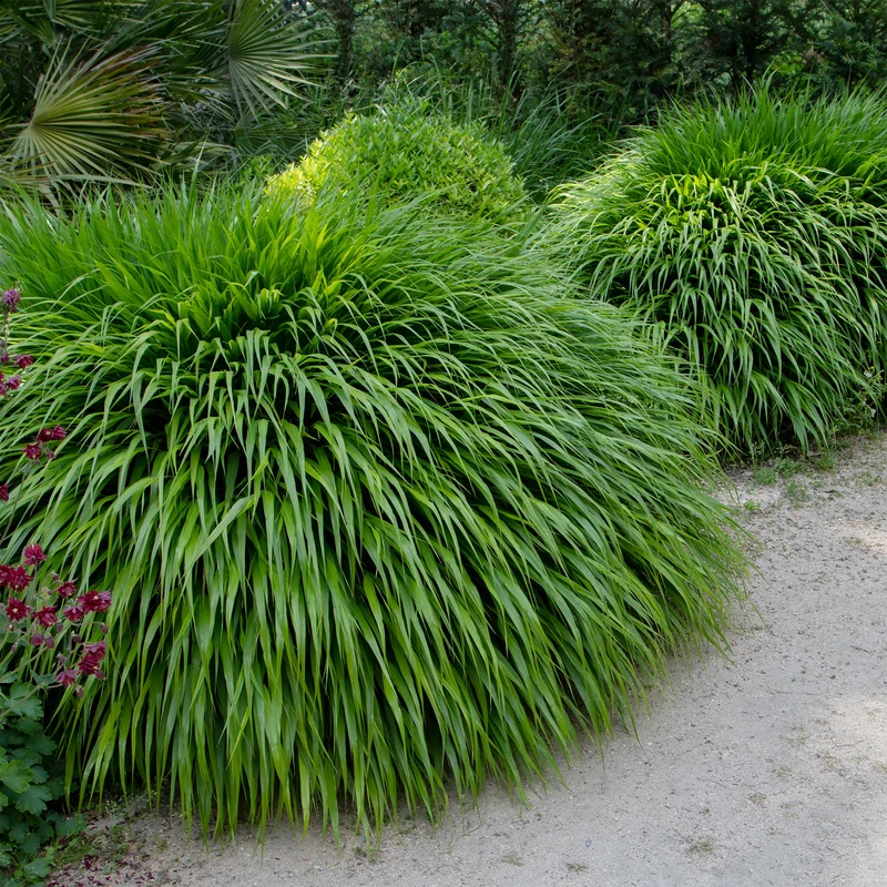 Japanwaldgras