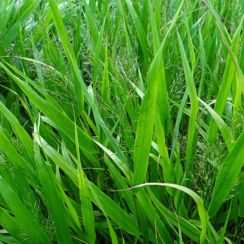Japanwaldgras