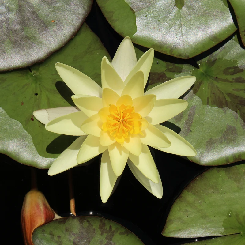 Seerose 'Marliacea Chromatella'