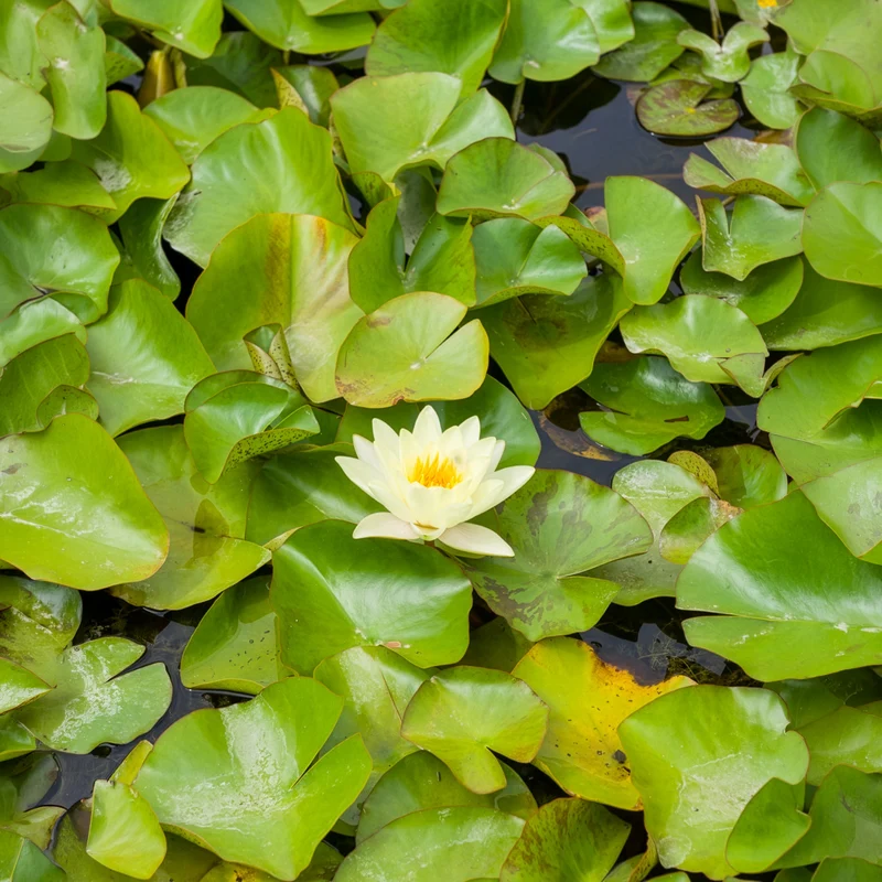 Seerose 'Marliacea Chromatella'