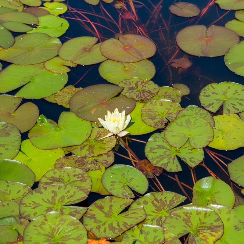 Seerose 'Marliacea Chromatella'