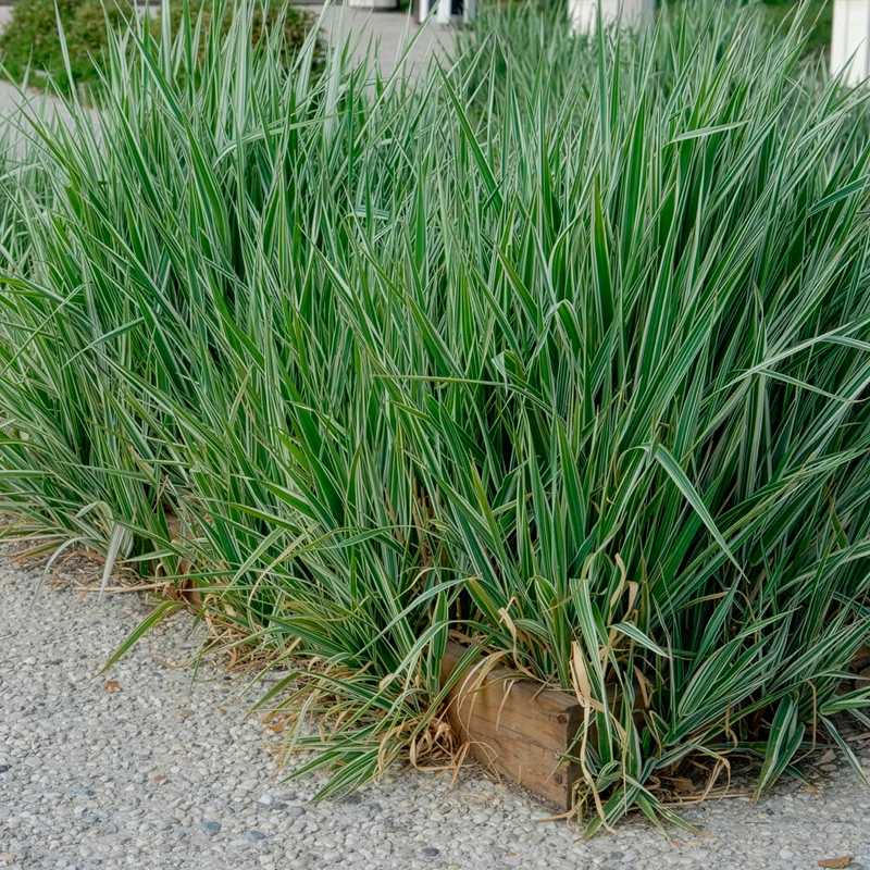 Rohrglanzgras