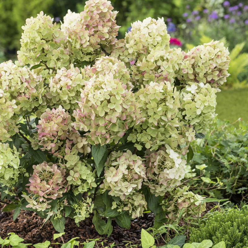 Rispenhortensie ‘Petite® Star’