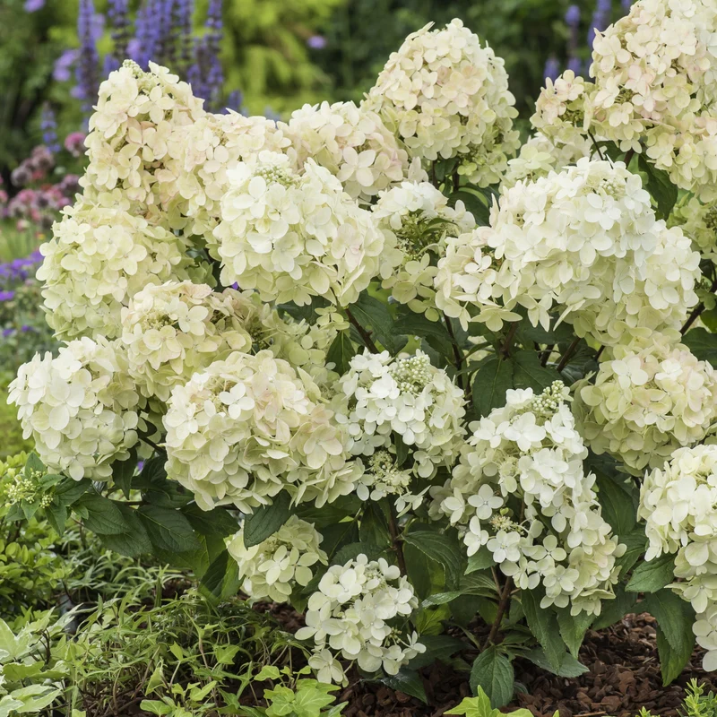 Rispenhortensie ‘Petite® Star’