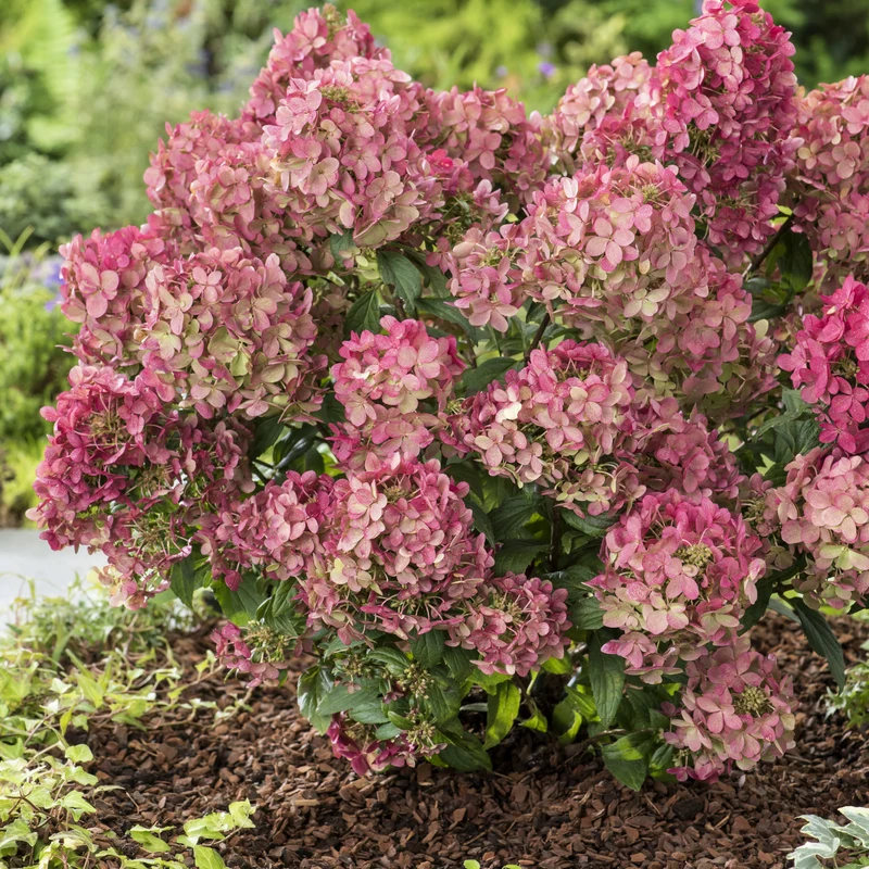 Rispenhortensie ‘Petite® Star’