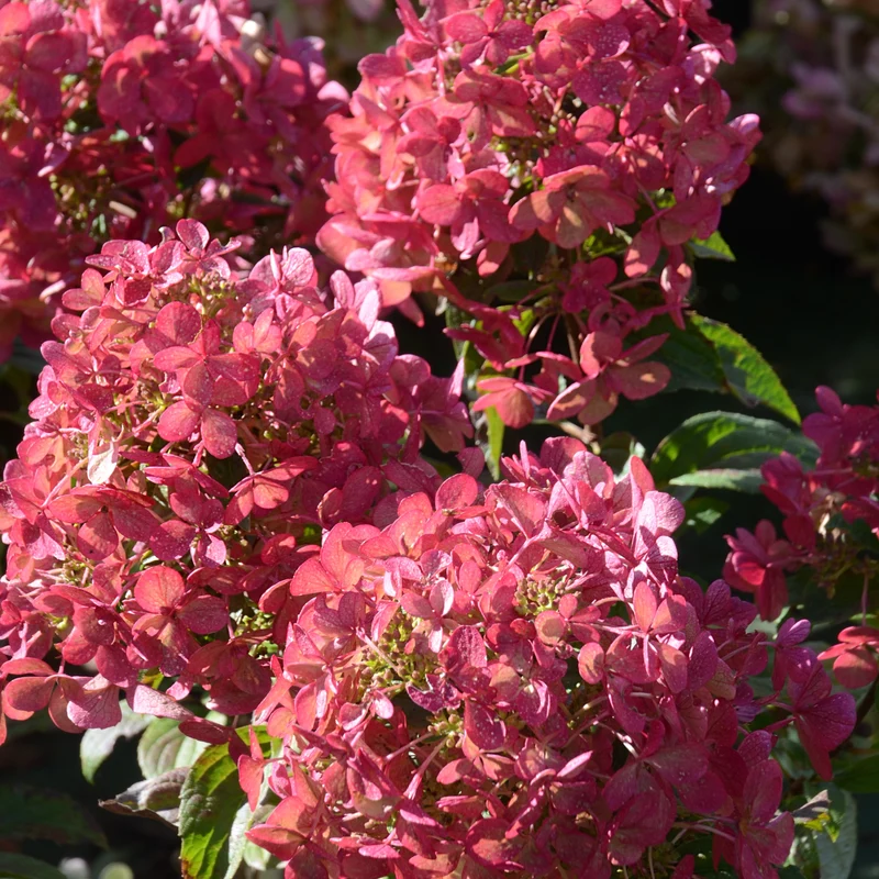 Rispenhortensie ‘Petite® Star’