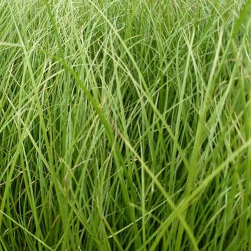 Segge Phoenix Green