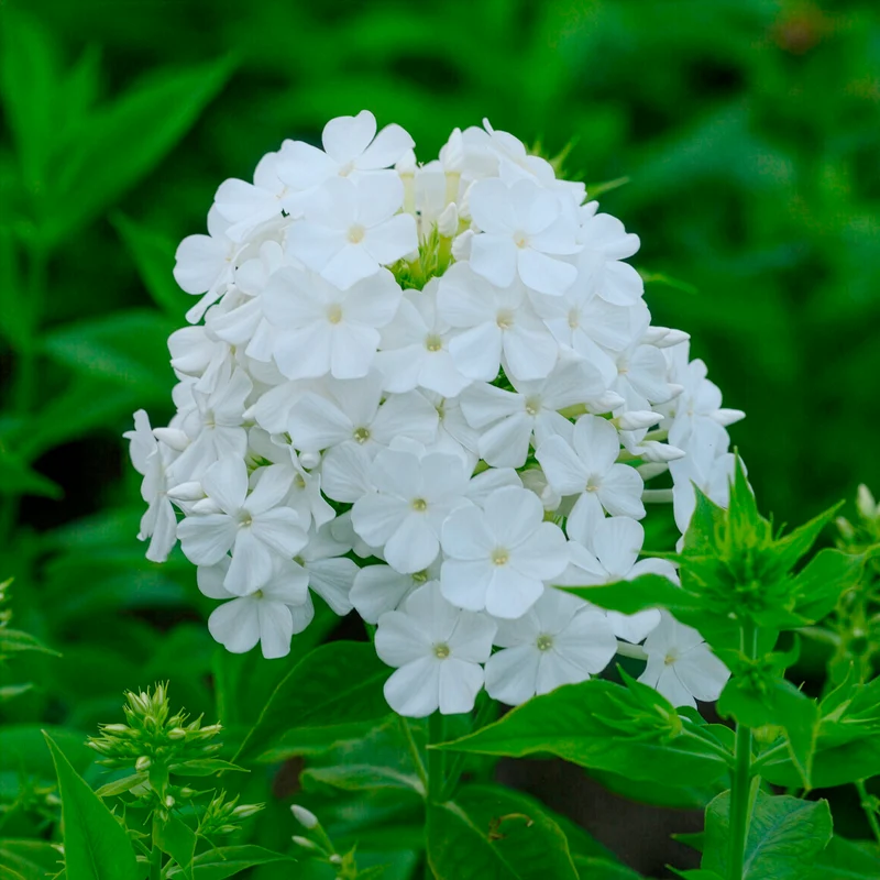 Hohe Flammenblume 'Fujiyama'