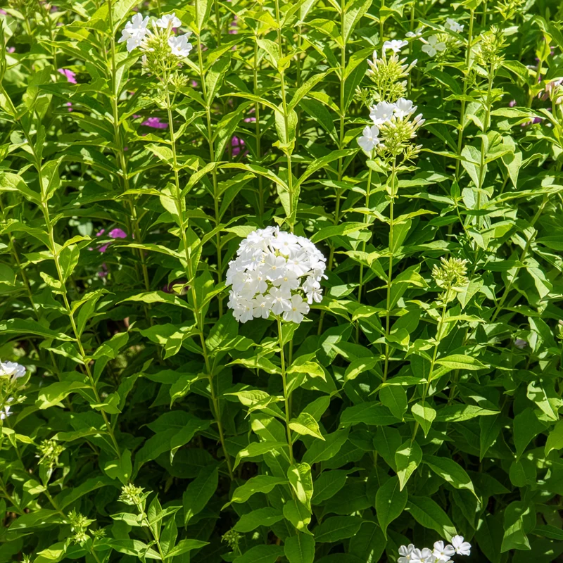 Hohe Flammenblume 'Fujiyama'