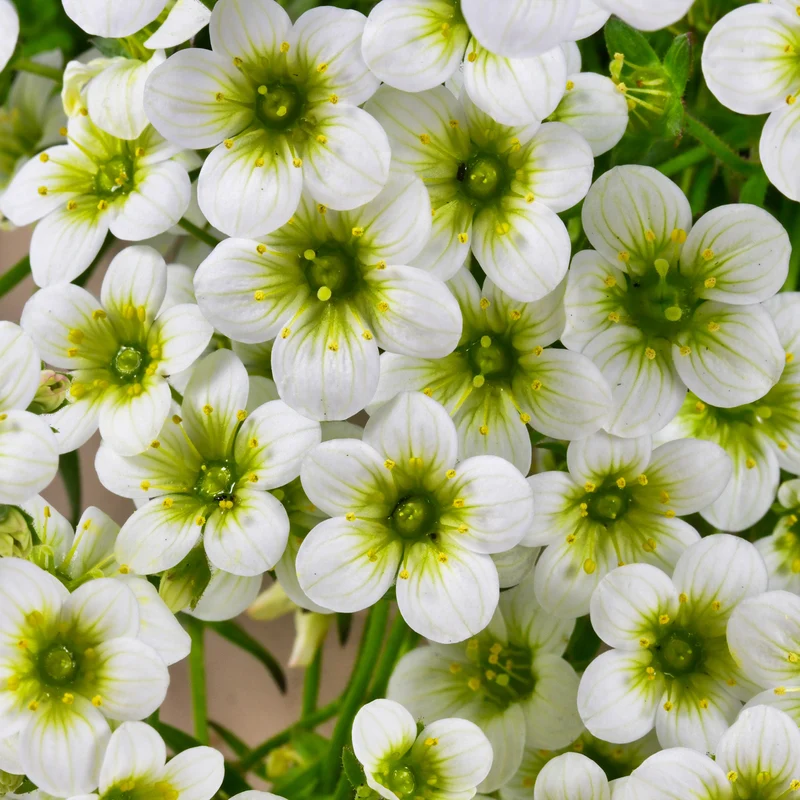 Moos-Steinbreche 'Pixie White'